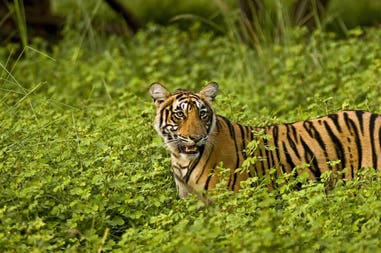 Alla scoperta delle tigri al Tiger Trails Jungle Lodge