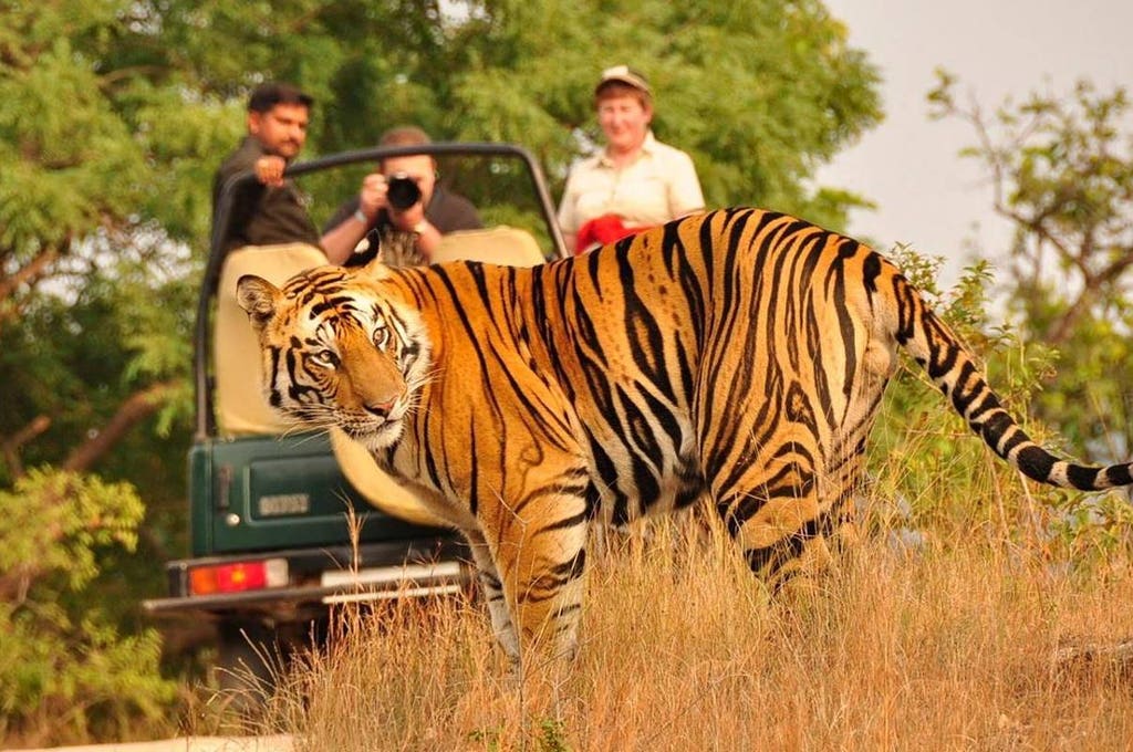 India Tour And Tiger Safari | ViviTravels