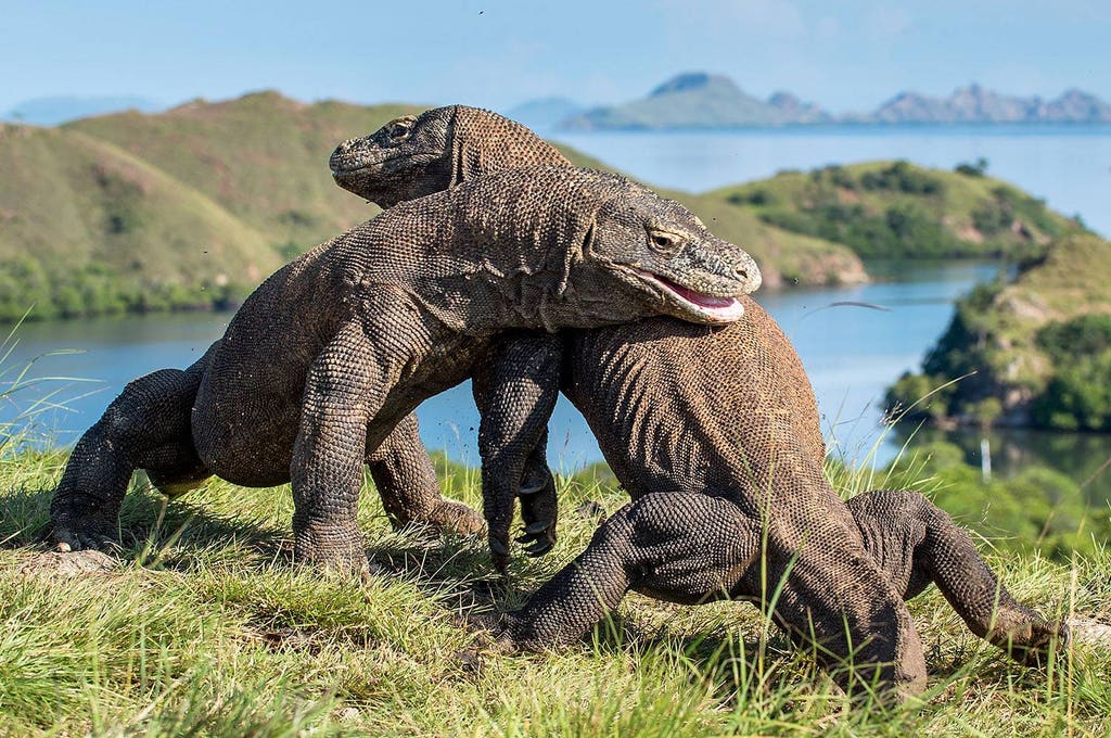 komodo dragon indonesia tour