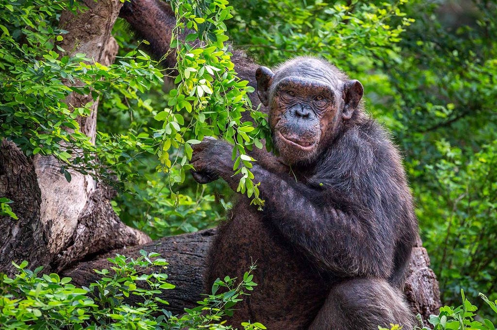 6 Day Rwanda Primate Safari and Tour | viviTravels