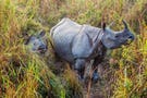 Kaziranga 