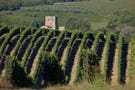Tour di San Gimignano, Siena & Chianti con partenza da Firenze