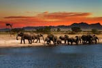 Safari tours and custom trips
