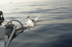 Da Spetse a Porto Cheli