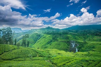 Alla scoperta dello Sri Lanka: il té di Ceylon