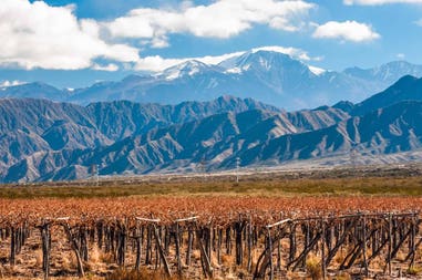 Argentina Mendoza vineyards