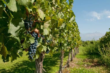 Argentina Mendoza vineyards