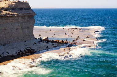 argentina-valdes-peninsula-sea-lions-636880378