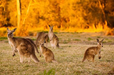 australia-herd-of-kangaroos