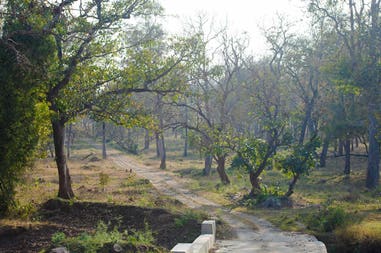 Bangladesh Sunderban forest