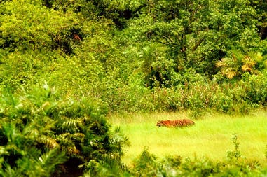 Bangladesh Sunderba forest tiger