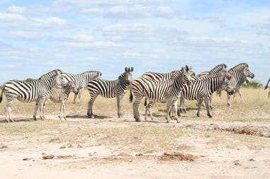 Botswana zebre