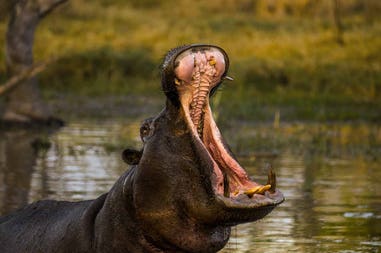 Botswana ippopotamo