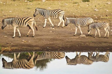 Botswana zebre