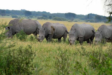 Botswana Serowe rinoceronti