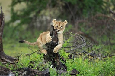 Botswana cucciolo di leone