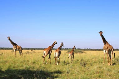 Botswana giraffe