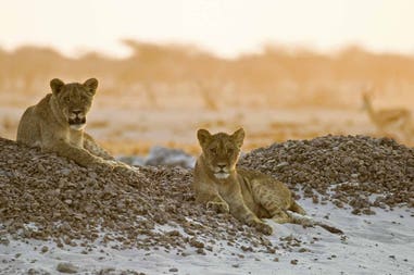 Namibia Makdadigkadi Pans lions