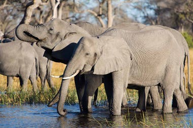 Namibia Kwando elephants
