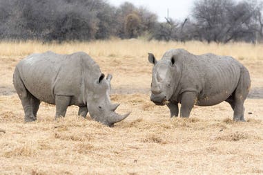 Namibia rhinos