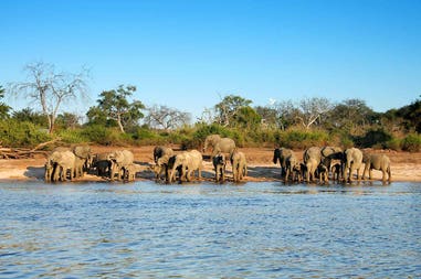 Botswana Chobe elephants