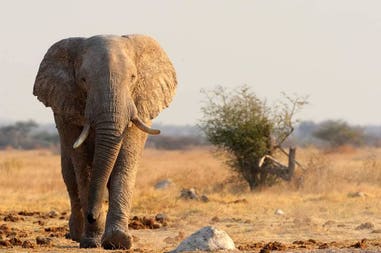 Botswana elephant