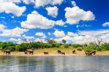 Botswana elephants