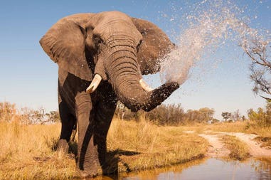 Botswana elephant