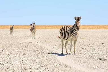 Botswana zebras