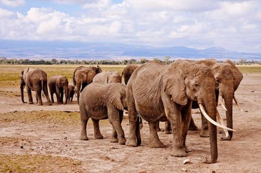 Zimbabwe elephants
