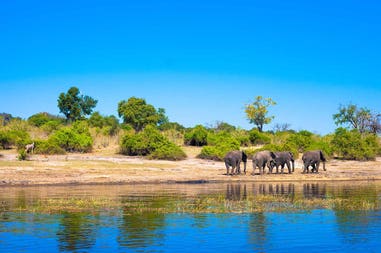 Elefanti in Botswana