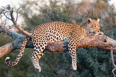 Leopardo in Botswana