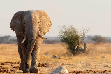 Elephant in National Park in Botswana