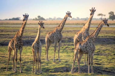 Giraffes in National Park in Botswana