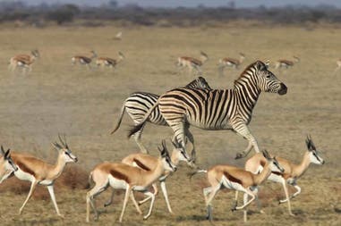 Zebras and antelopes in a National Park in Botswana