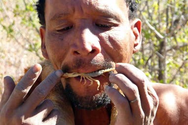 Man eats an insect in Kalahari in Africa