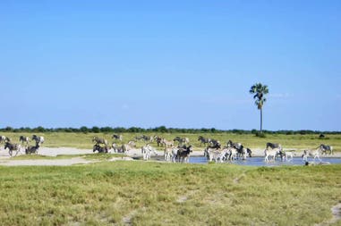 Zebras in Makgadikgadi Pans in Botswana