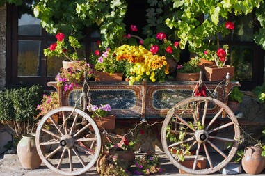 Bulgaria Veliko Tarnovo fiori