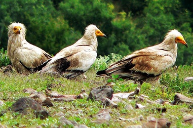 birdwatching-tour-in-bulgaria-4