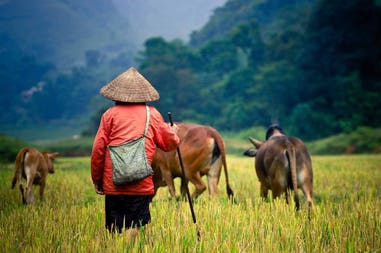 Cambodia farmer