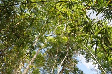 Cambodia Mondulkiri jungle