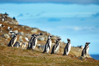 many-magellanic-penguins-in-natural-environment-on-magdalena-island-in-patagonia-chile-south-america