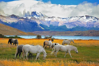 chile-torres-del-paine-national-park-horses-244346728