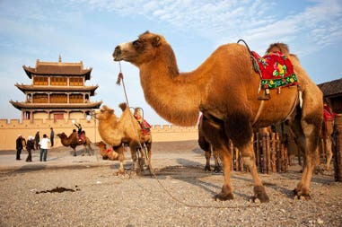 Cina Dunhuang cammelli