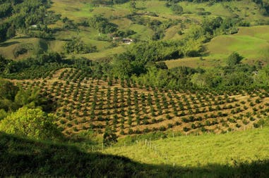 Colombia coffee plantation