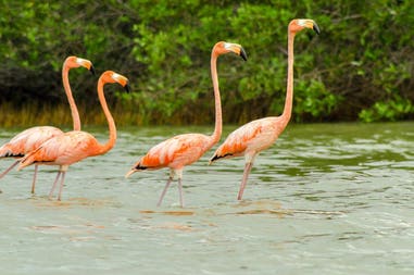 flamingos-la-guajira