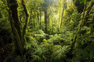 Costa Rica giungla