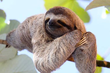 Costa Rica sloth