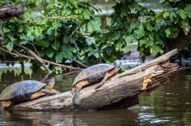 Costa Rica Tortuguero national Park turtles