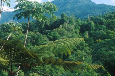 Costa Rica Tortuguero National Park